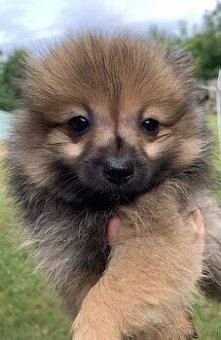 Pomerian Bo
