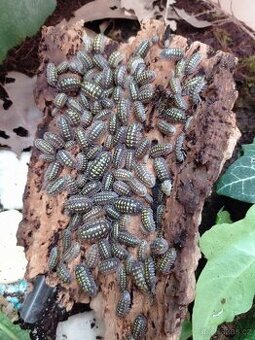Armadillium Gestroi -LEVNĚ -