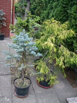 Borovice, smrčky, túje a další dřeviny