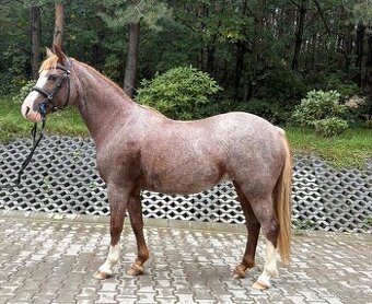 Pony klisna kategorie B