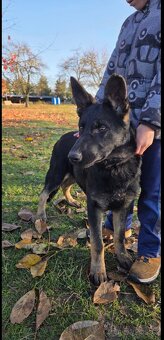 Německý ovčák štěně