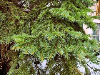 Nabízím chvojí ze Smrku stříbrného