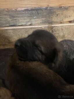 Štěňata Německého ovčáka