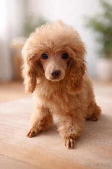 luxusní fenečka toy pudl s pp