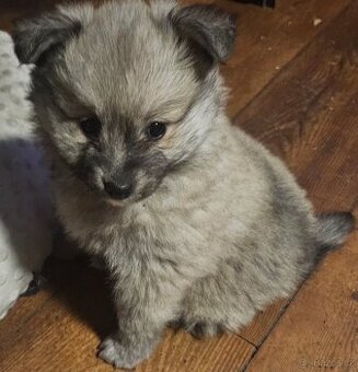 Nemecký špic stredný