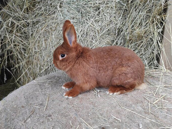 Český červený - králíci, samec a samice