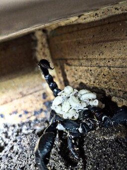 Štíři Heterometrus Petersi atd