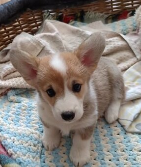 Welsh corgi pembroke
