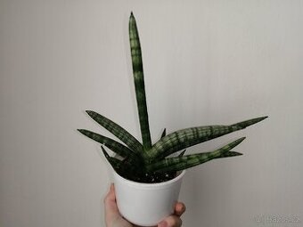 Sansevieria cylindrica