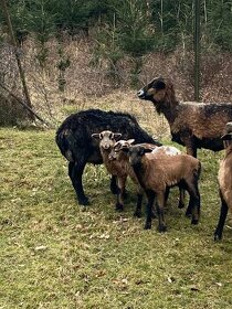 Kamerunská ovce - jehňata