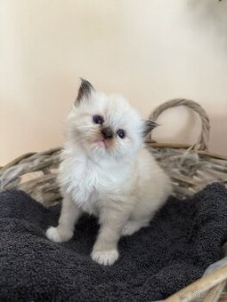 Ragdollí láska na celý život – koťátka s PP k rezervaci - 1
