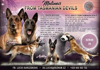 Belgický ovčák malinois - štěňata s PP