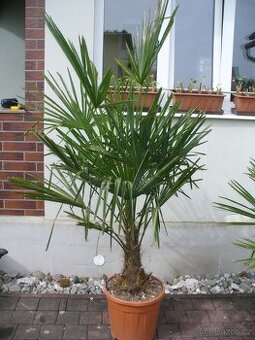 Palma konopná