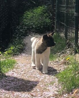 Americká Akita fenka s PP