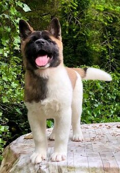 Americká Akita fenka s PP