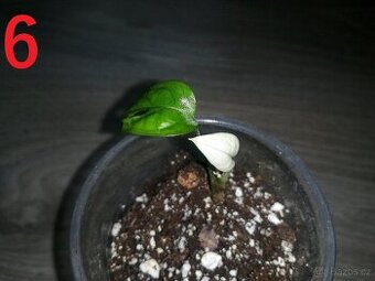 6.Monstera Adansonii Albo - Malinkatá rostlina