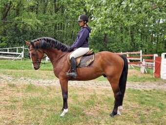 Jumping Horse Forsale - 1