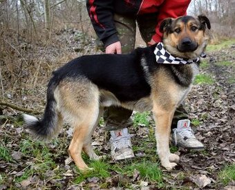 CHAMPUS K ADOPCI - 1 ROK, HODNÝ,SNÁŠENLIVÝ,VHODNÝ K DĚTEM - 1
