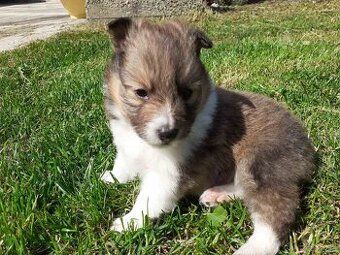 Pejsek Sheltie s PP
