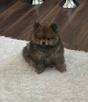 Pomeranian - 1