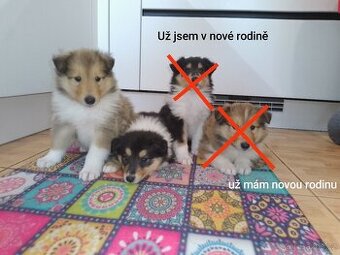 Kolie dlouhosrstá