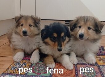 Kolie dlouhosrstá