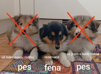 Kolie dlouhosrstá