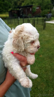 Lagotto Romagnolo s PP