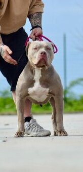 🐾 Hledáme nový domov pro dva psí parťáky American Bully