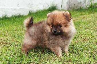 Pomeranian