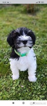 Americký parti knírač malý s PP