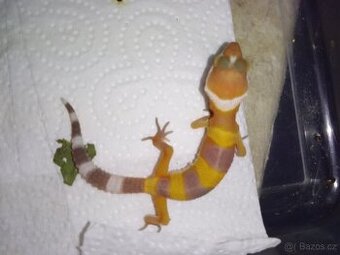 Gekončík Noční mláďata