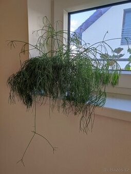 Rhipsalis baccifera (Věšák přeslenatý)