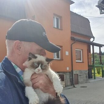 Ponukam macicku ragdoll