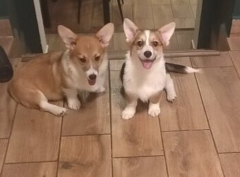 Welsh Corgi Pembroke FCI