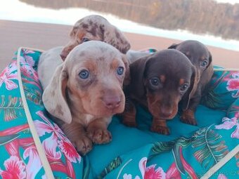 Trpasličí hladkosrstý jezevčík