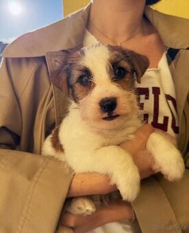 Jack Russell Teriér s PP