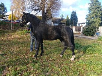 Slezský hřebec, 1,5 roku