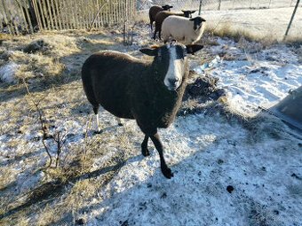 BERAN PLEMENNÝ ZWARTBLESS