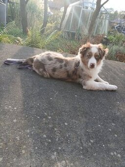 Border kolie x australak