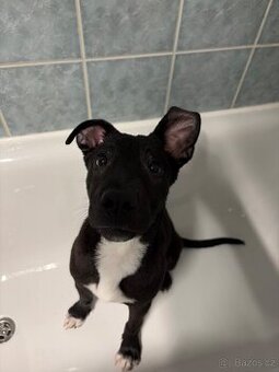 Prodám staforda 6 měsíců.