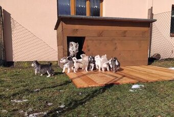 Rezervace husky štěňat