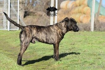 Super veselý Uruguayský Cimarron hledá svou rodinu