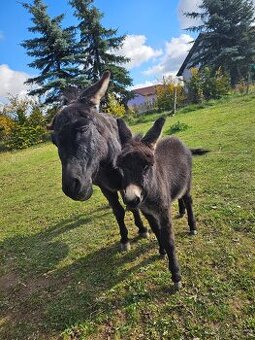Miniaturní středozemní osel - mini oslík