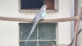 Papoušek Alexandřin