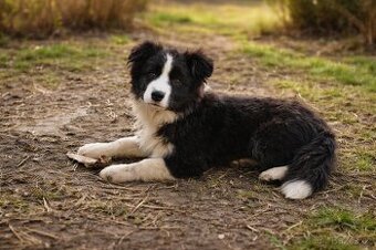 Černobílý pejsek border kolie