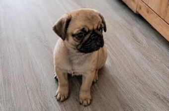 Štěňátko - Mops