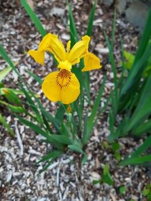 Žlutý iris nejen k jezírku