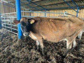 Prodám krávu jerzey 2019 po 2telatech EKO