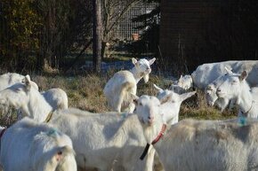 Kozy v laktaci